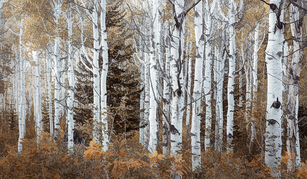 In the Autumn Forest art print by Don Schwartz for $57.95 CAD