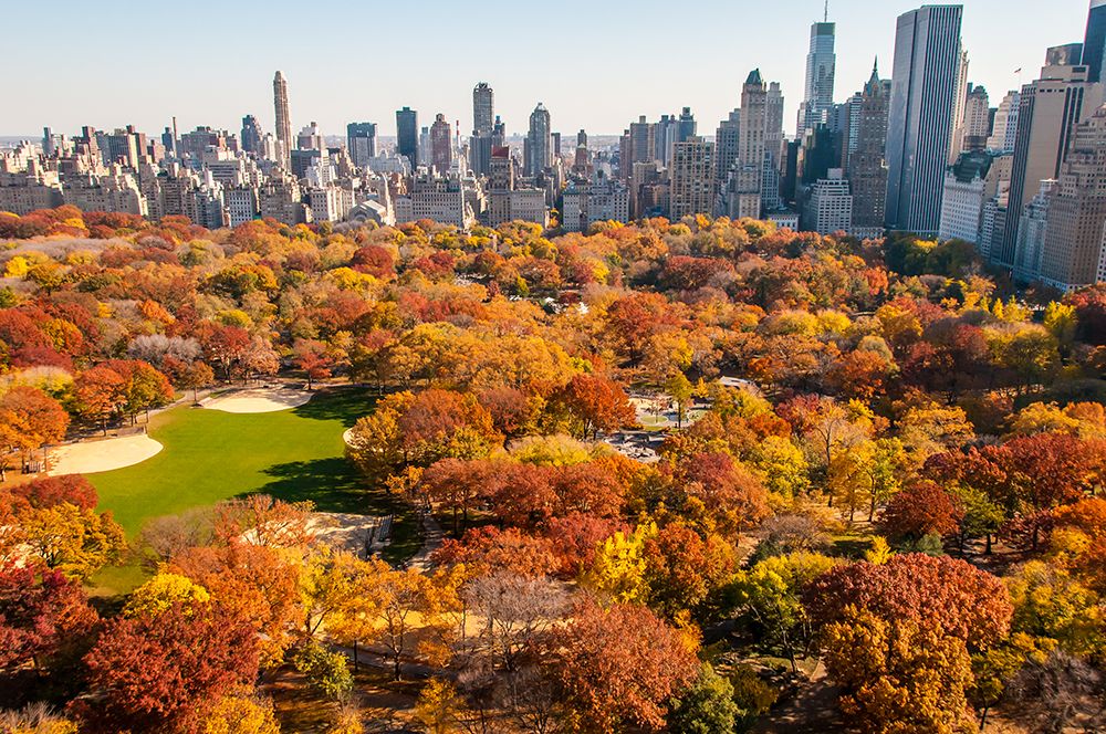 Central Park in the Fall art print by Richard Silver for $57.95 CAD