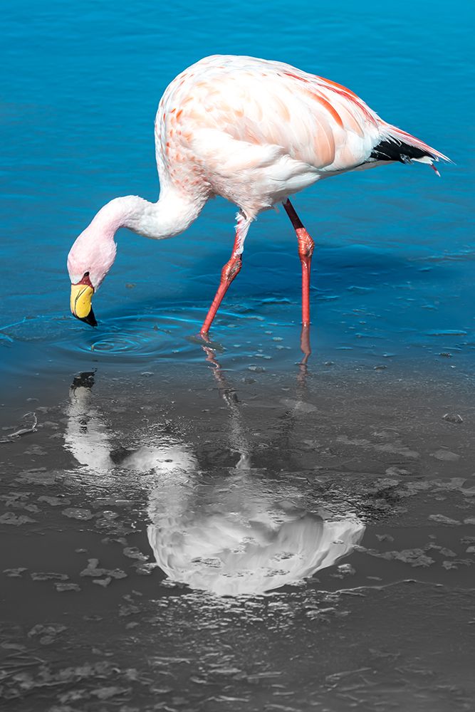 Color Flamingo art print by Richard Silver for $57.95 CAD