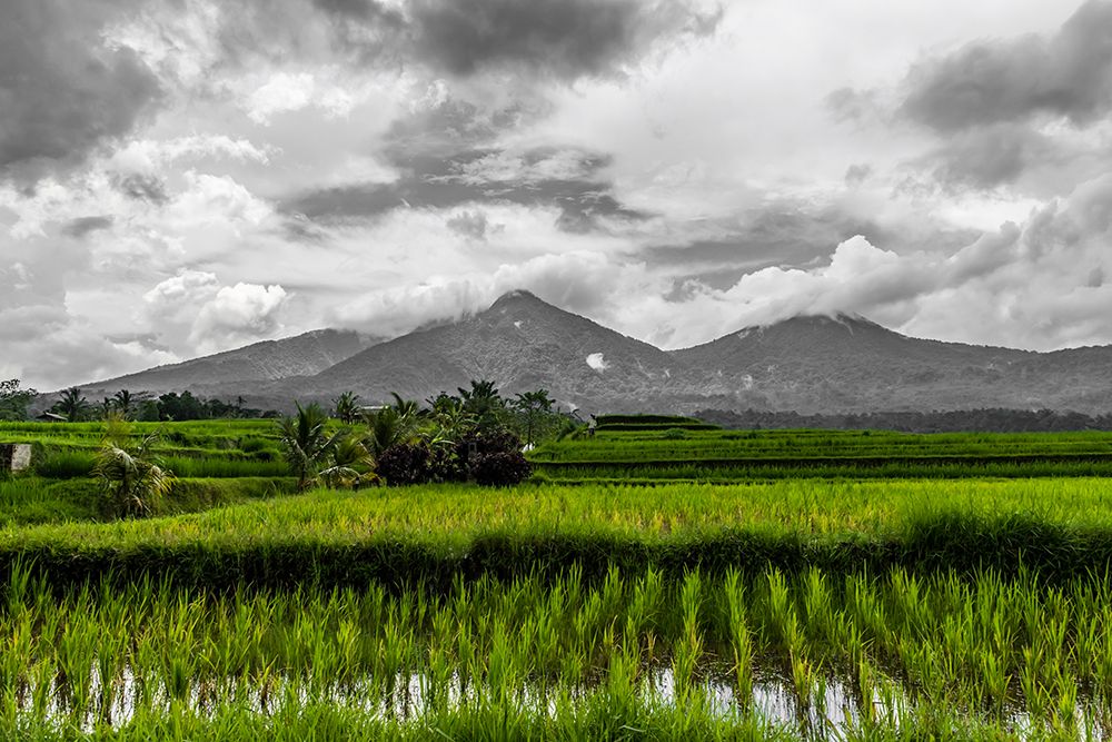 Bali Rice Fields art print by Richard Silver for $57.95 CAD