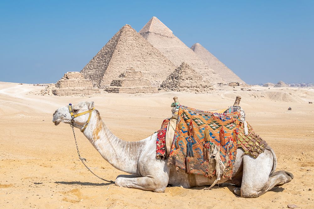 Pyramid Camel art print by Richard Silver for $57.95 CAD