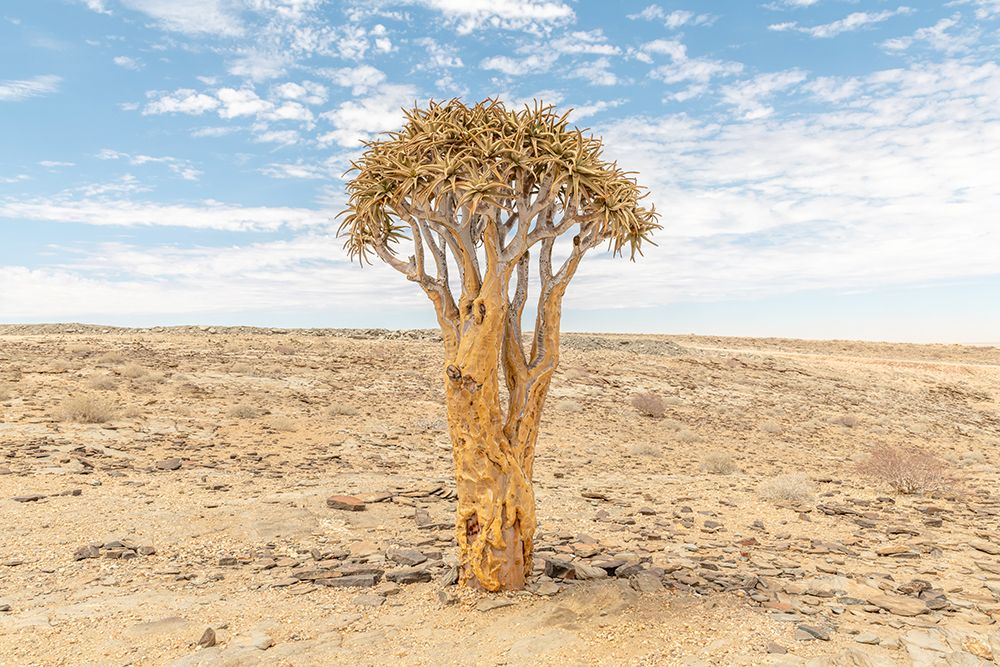 Single Namibia Tree art print by Richard Silver for $57.95 CAD