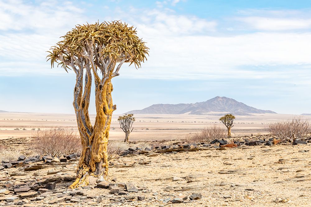 Namibia Trees art print by Richard Silver for $57.95 CAD