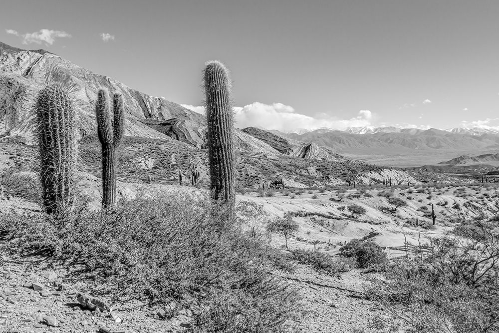 Cactus Argentina III art print by Richard Silver for $57.95 CAD