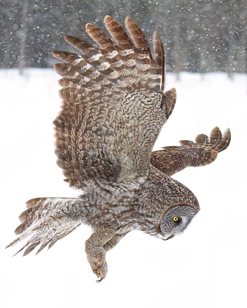 Great Grey Owl through the Snowfall art print by Jim Cumming for $57.95 CAD