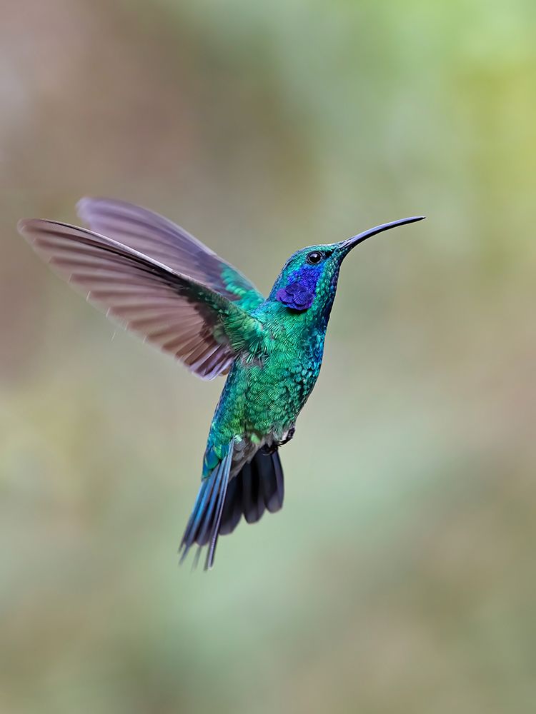 Green Violet ear Hummingbird art print by Jim Cumming for $57.95 CAD