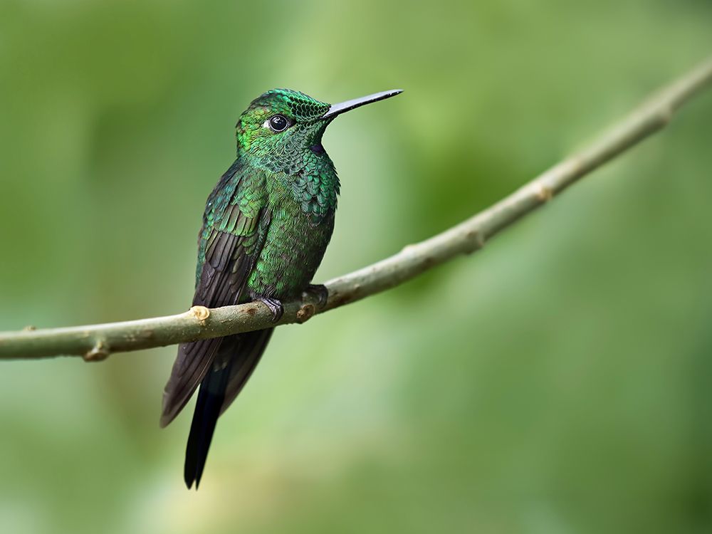 Green-Crowned Brilliant Hummingbird I art print by Jim Cumming for $57.95 CAD