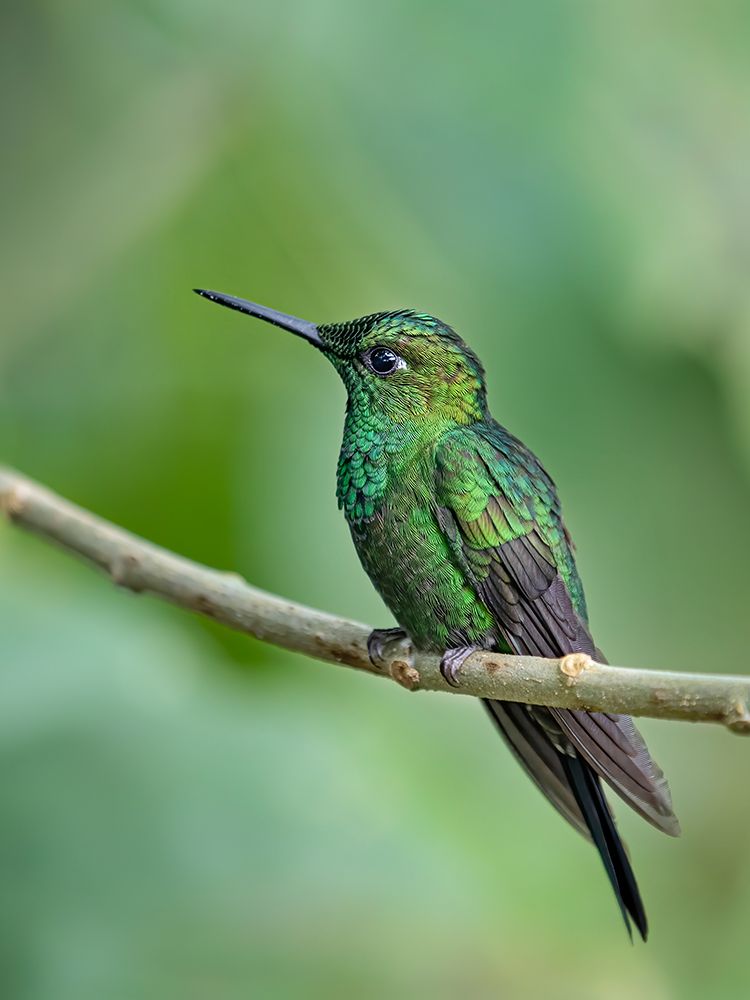 Green-Crowned Brilliant Hummingbird II art print by Jim Cumming for $57.95 CAD