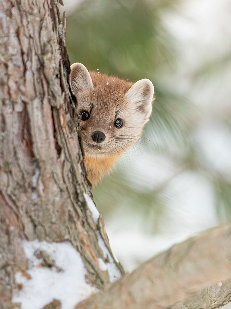 Pine Marten art print by Jim Cumming for $57.95 CAD