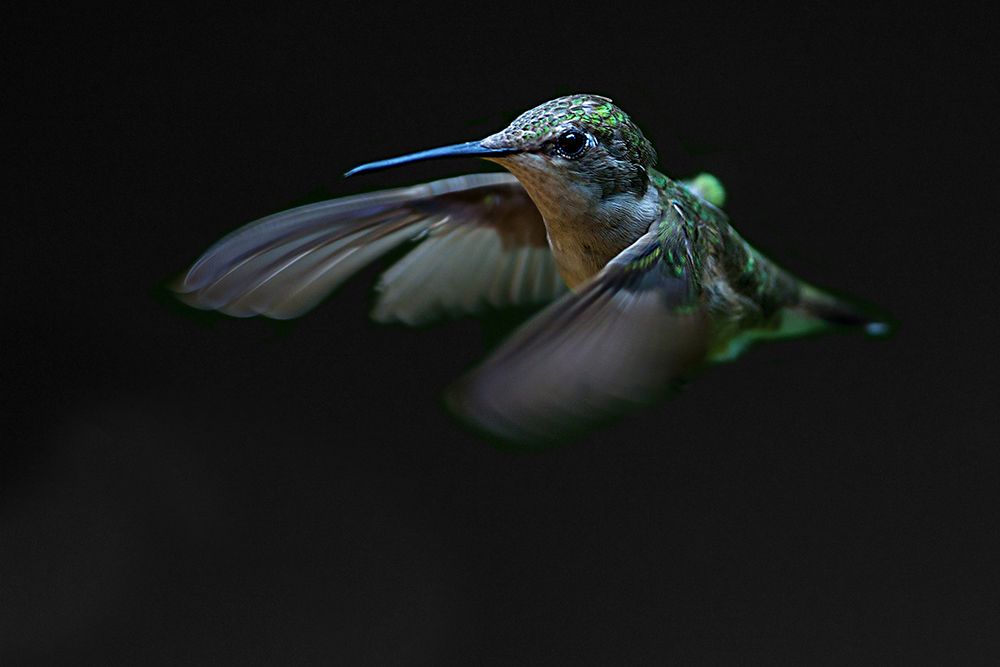 Ruby-throated Hummingbird I art print by Jim Cumming for $57.95 CAD