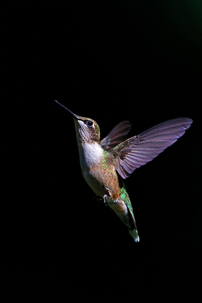 Ruby-throated Hummingbird II art print by Jim Cumming for $57.95 CAD