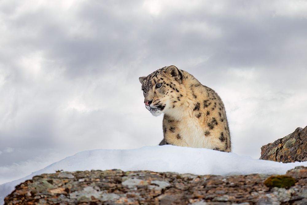 Snow Leopard on Rocks art print by Jim Cumming for $57.95 CAD