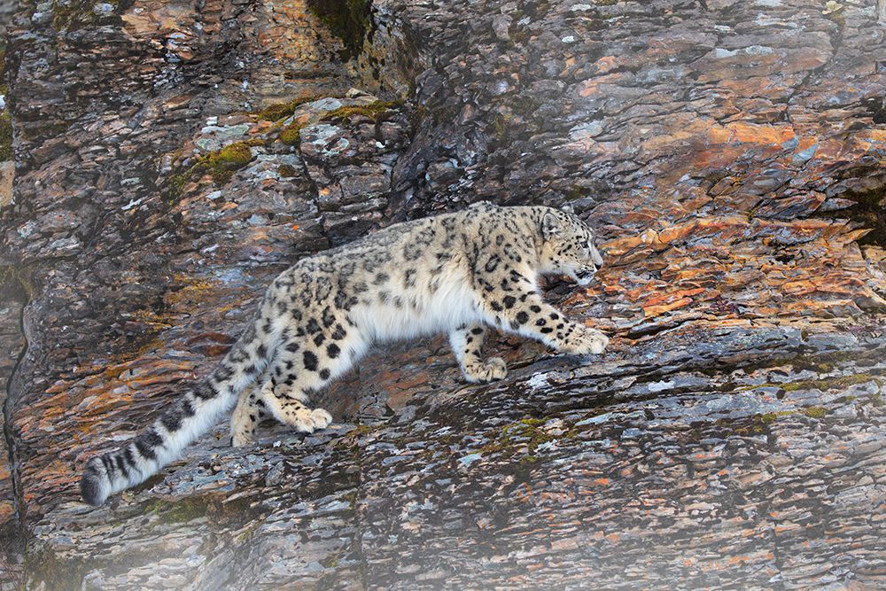 Snow Leopard Walking on Rocky Cliff I art print by Jim Cumming for $57.95 CAD