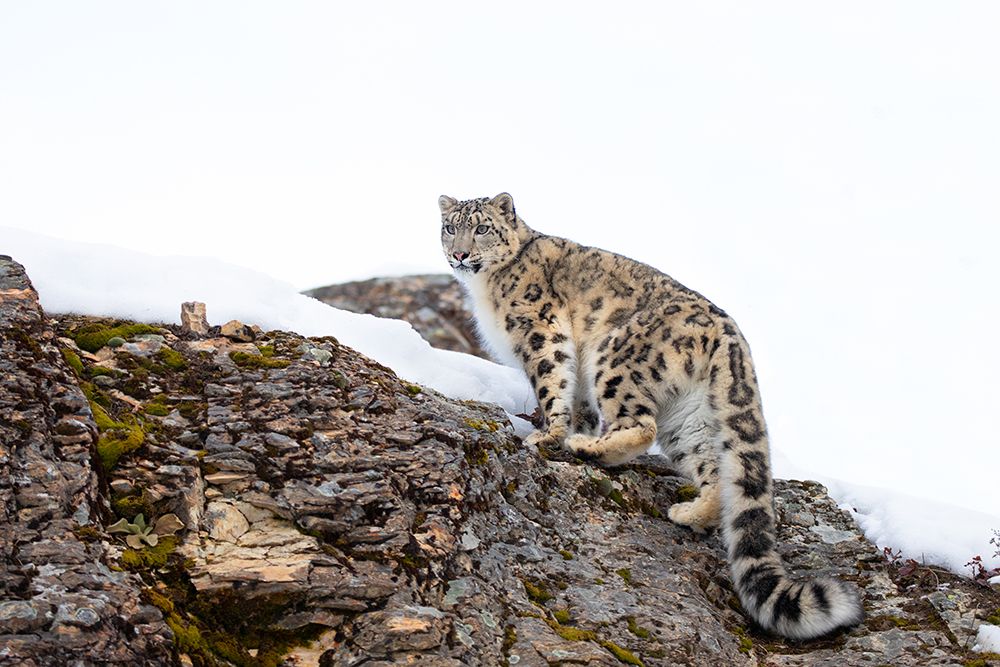 Snow Leopard Walking on Rocky Cliff II art print by Jim Cumming for $57.95 CAD