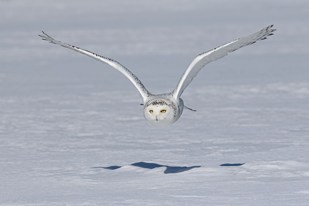 Snowy Owl and Shadow art print by Jim Cumming for $57.95 CAD