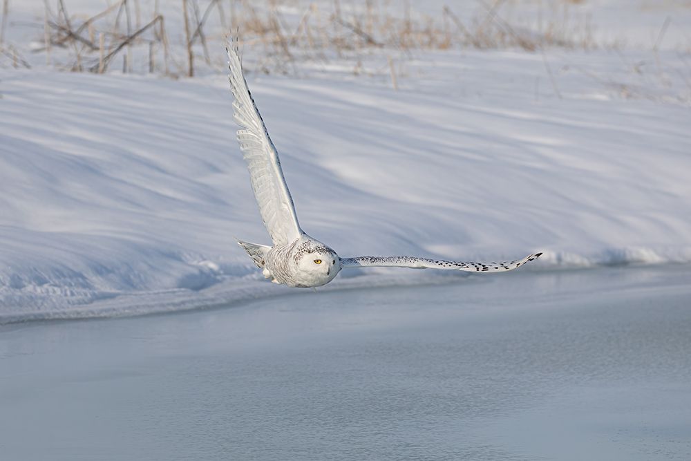 Snowy Owl Flying over an Icy Pond art print by Jim Cumming for $57.95 CAD