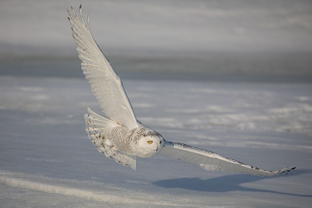 Snowy Owl Incoming art print by Jim Cumming for $57.95 CAD