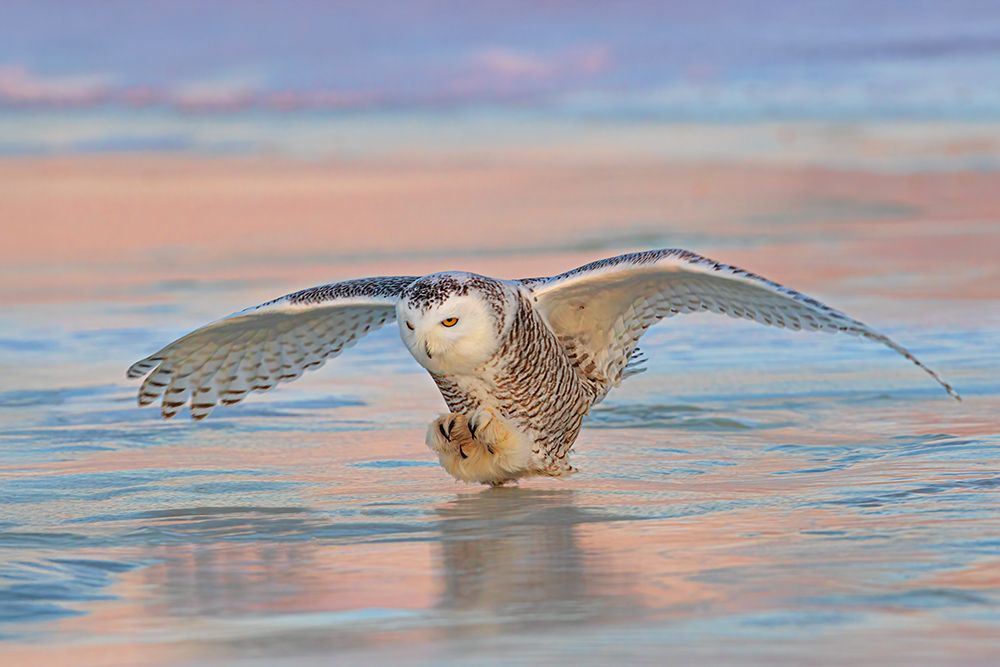 Snowy Owl Over Ice at Sunset art print by Jim Cumming for $57.95 CAD