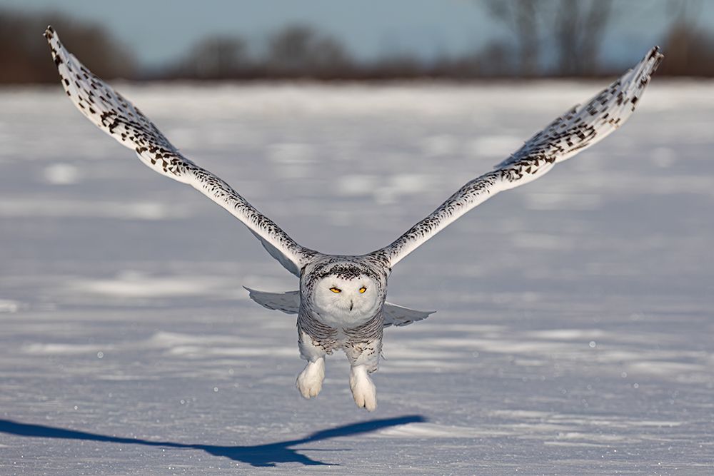 Snowy Owl Wings art print by Jim Cumming for $57.95 CAD