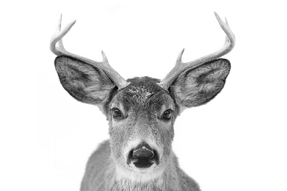 Young White-tailed Buck art print by Jim Cumming for $57.95 CAD