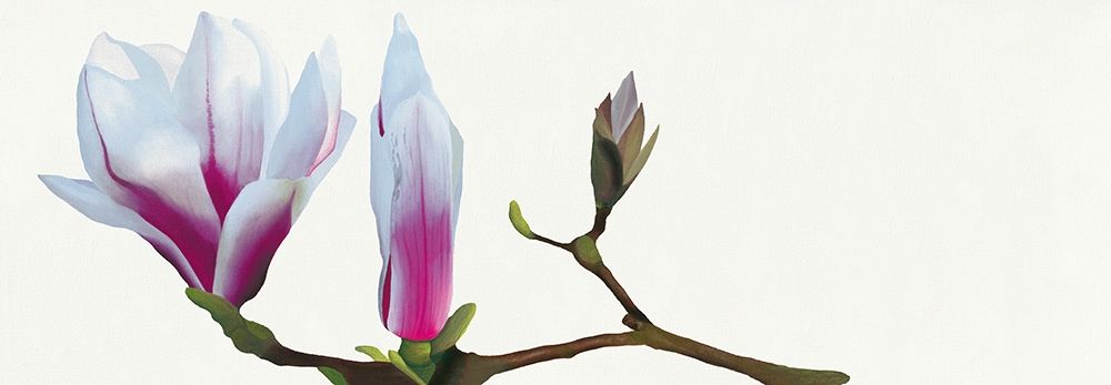 Magnolia solitaire art print by Stephanie Andrew for $57.95 CAD