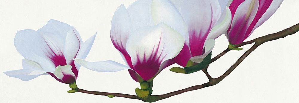 Magnolia art print by Stephanie Andrew for $57.95 CAD
