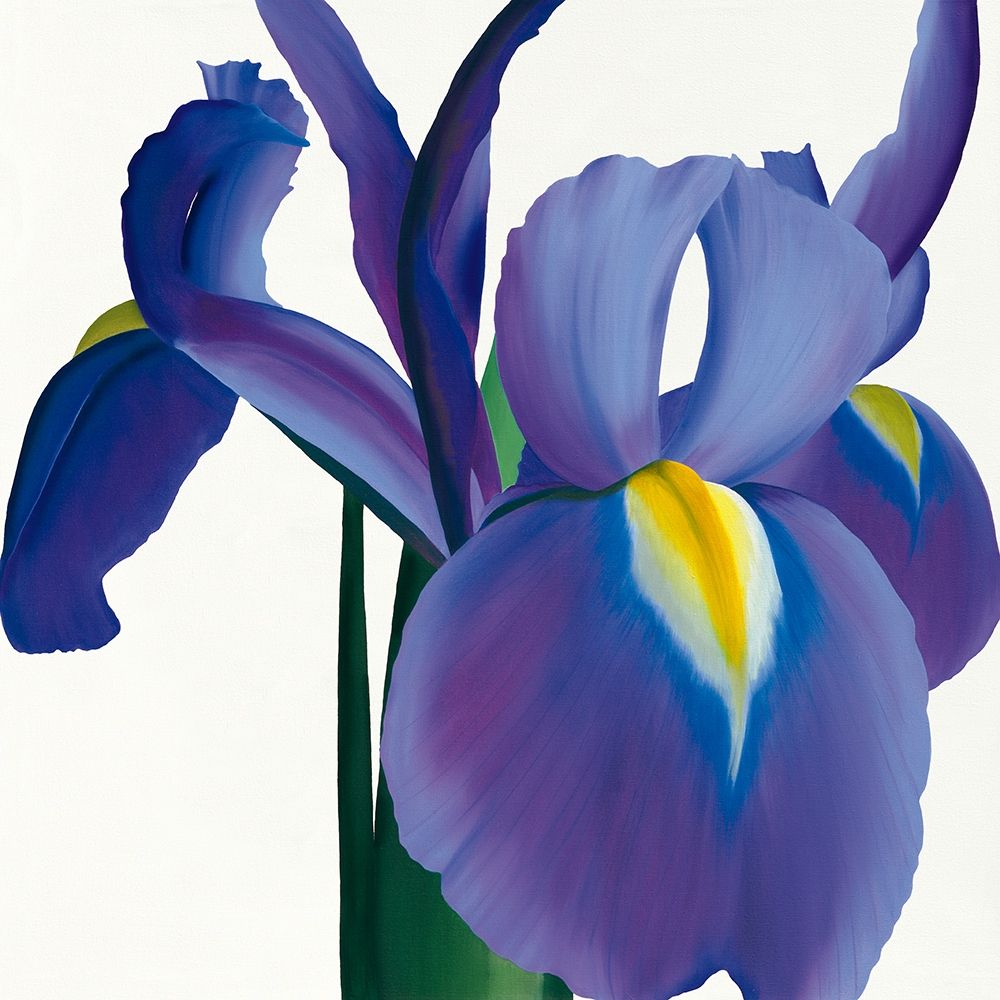 Iris art print by Stephanie Andrew for $57.95 CAD