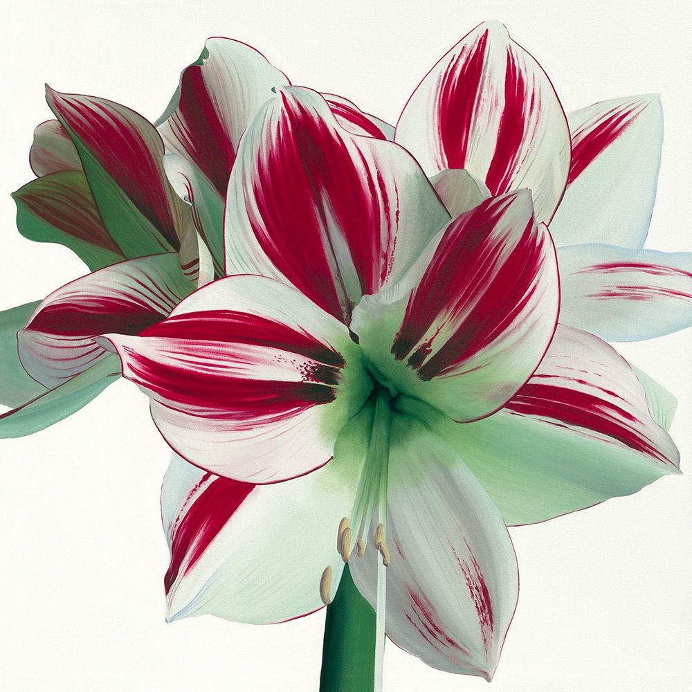Amaryllis art print by Stephanie Andrew for $57.95 CAD