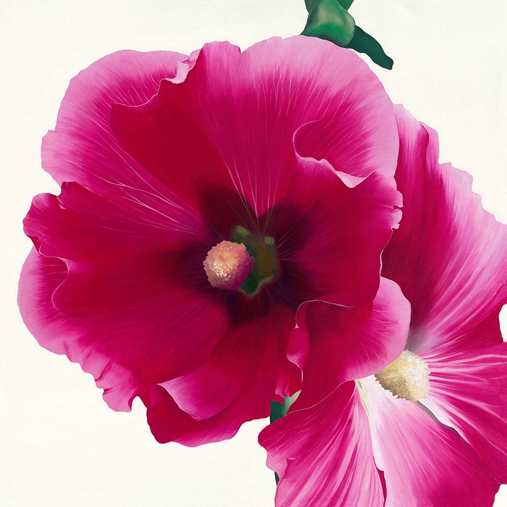 Pink Hollyhock I art print by Stephanie Andrew for $57.95 CAD