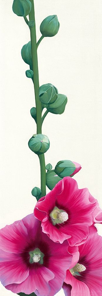 Pink Hollyhock III art print by Stephanie Andrew for $57.95 CAD