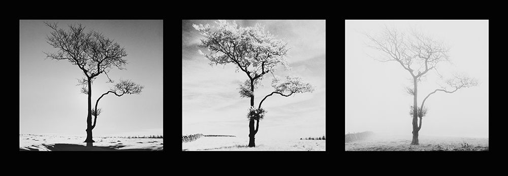 Lone Trees art print by Dave Butcher for $57.95 CAD