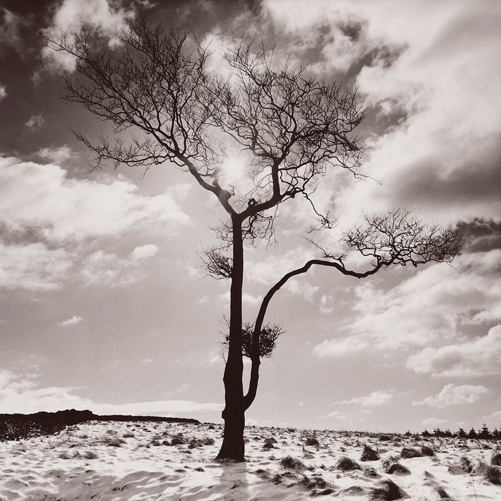 Lone Tree # 2-Peak District-England art print by Dave Butcher for $57.95 CAD