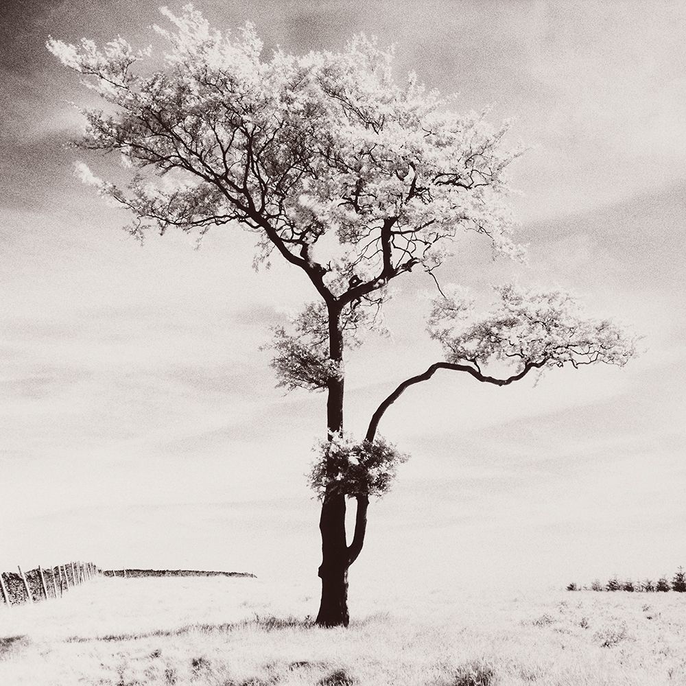 Lone Tree # 3-Peak District-England art print by Dave Butcher for $57.95 CAD