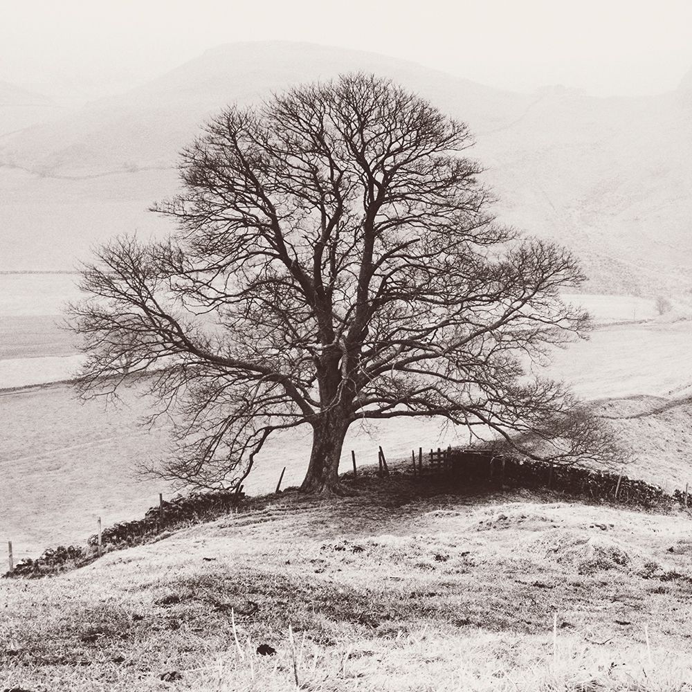 Misty Tree-Peak District- England art print by Dave Butcher for $57.95 CAD