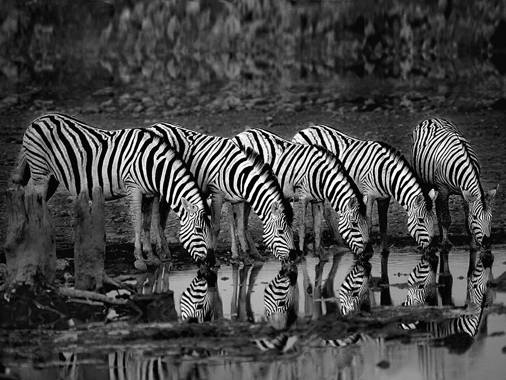 Zebras Reflection art print by Xavier Ortega for $57.95 CAD