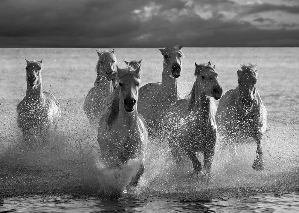 Horses Landing at the Beach art print by Jorge Llovet for $57.95 CAD