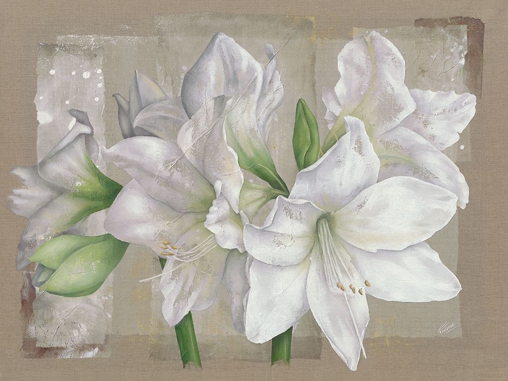 Amaryllis Blanc art print by Virginie Cadoret for $57.95 CAD