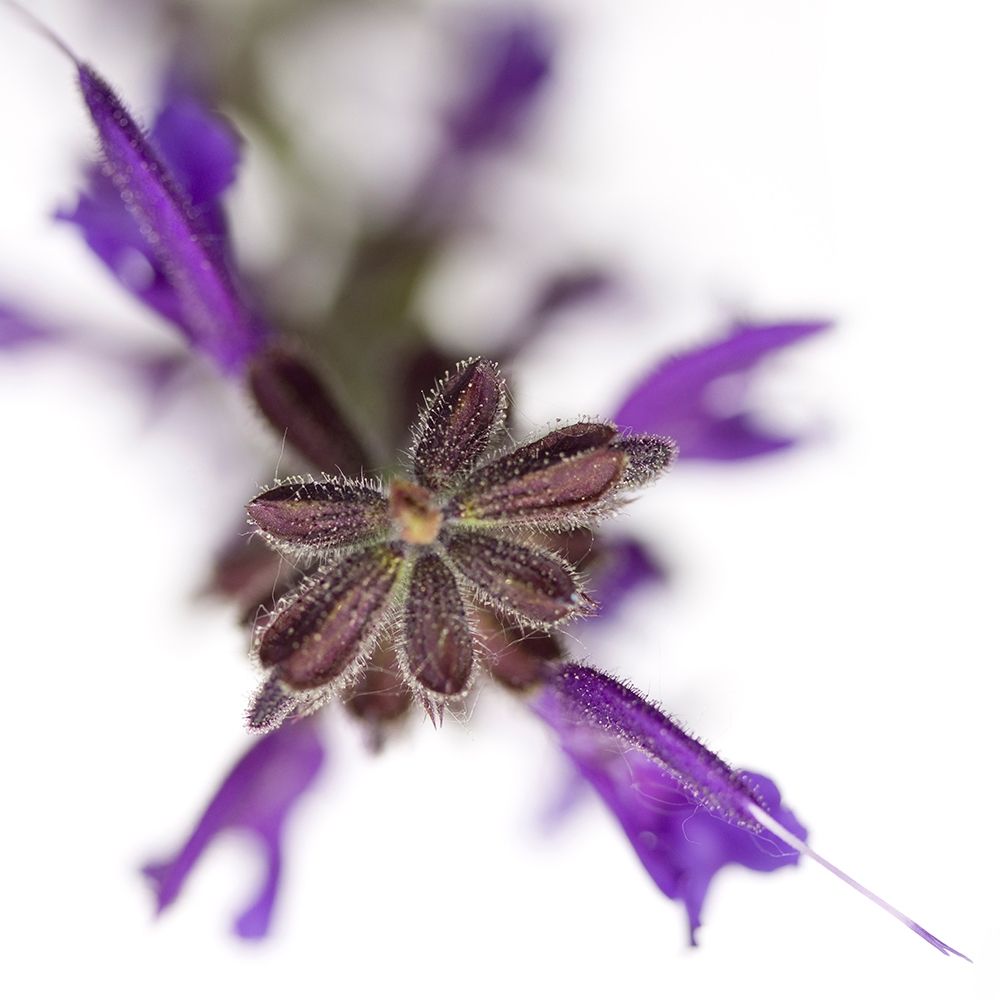 Salvia officinalis art print by Sonja Durnberger for $57.95 CAD