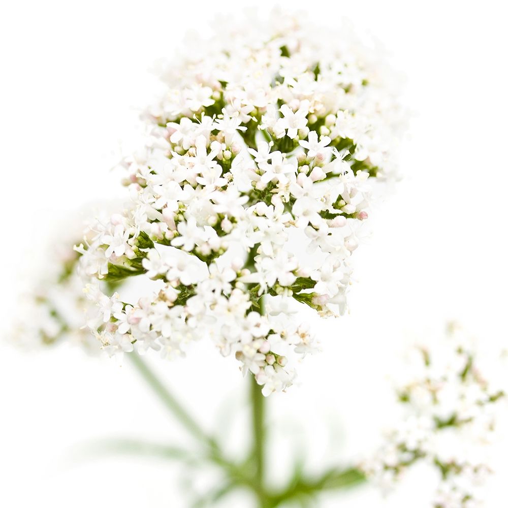 Valeriana officinalis art print by Sonja Durnberger for $57.95 CAD