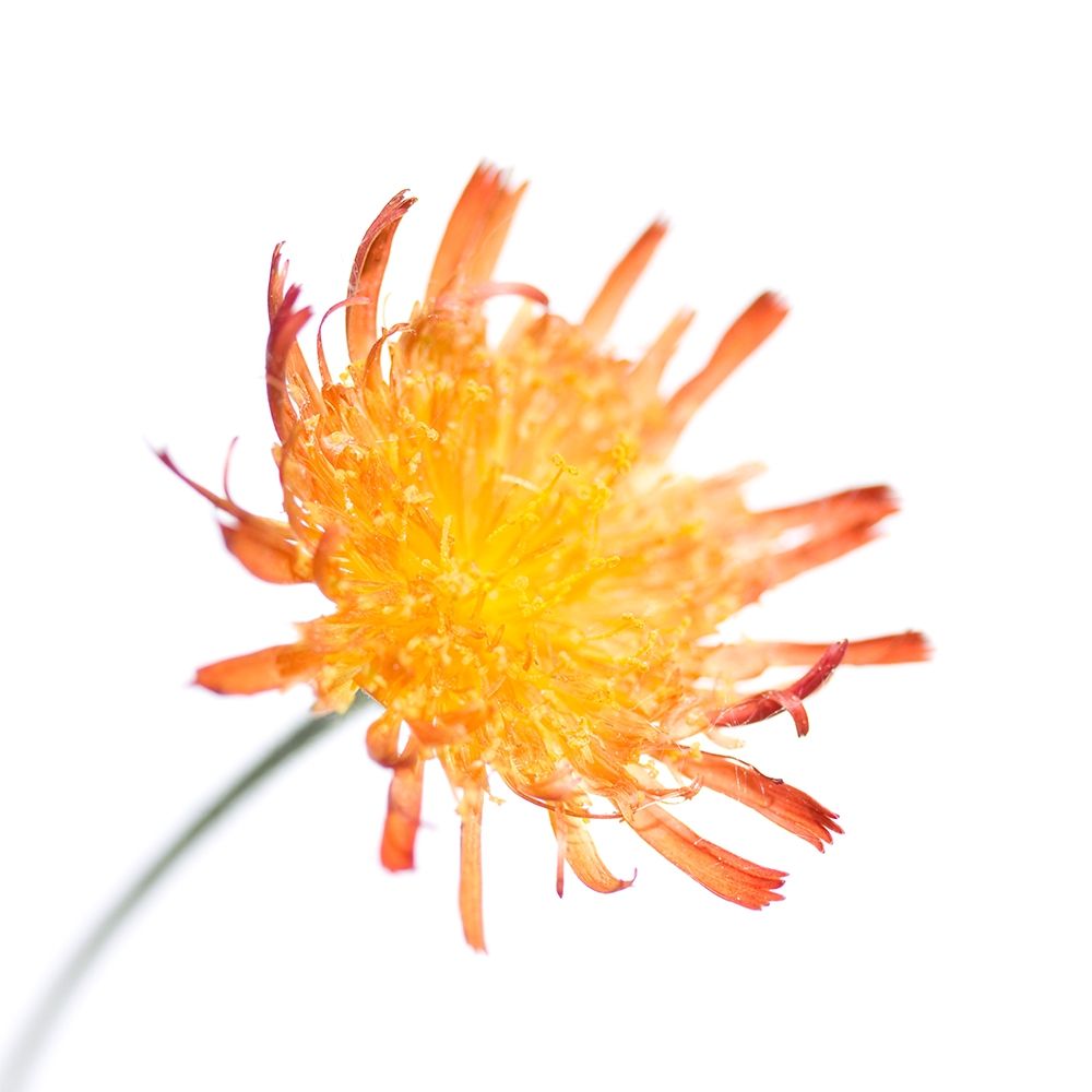 Hieracium pilosella art print by Sonja Durnberger for $57.95 CAD