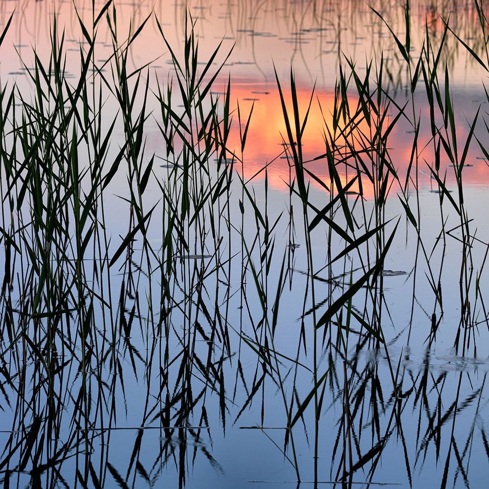 Summer Reed art print by Hans Strand for $57.95 CAD