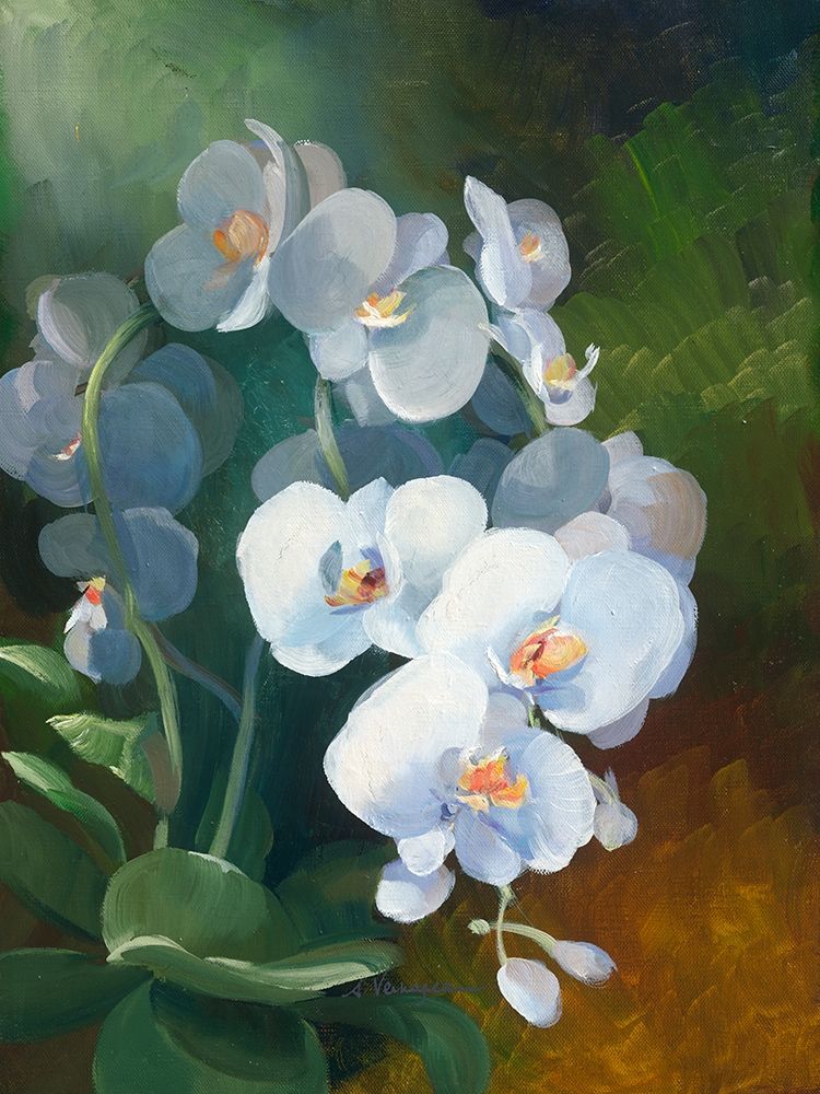 Phalaenopsis blanc art print by Sylvie Vernageau for $57.95 CAD