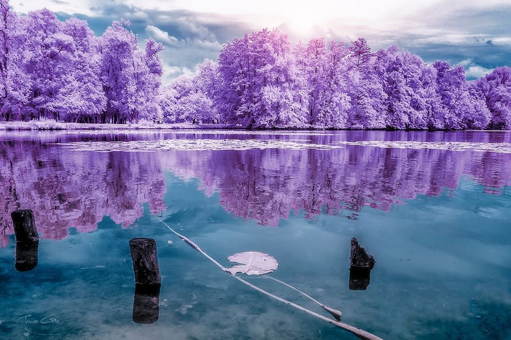 Majolan s Park Reflections I-Bordeaux - Infrared and UV photography  art print by Tonee Gee for $57.95 CAD