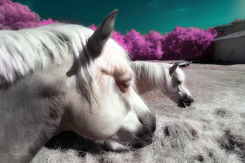 Fantasy Horses - Infrared Photography  art print by Tonee Gee for $57.95 CAD