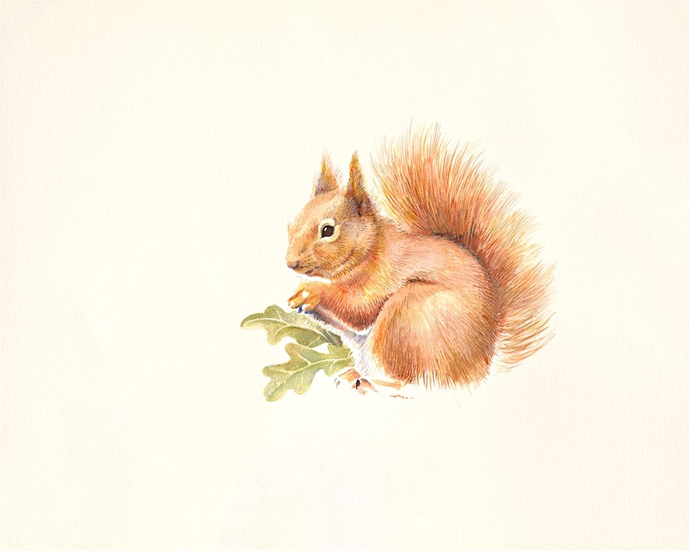 Red Squirrel art print by Hilary Mayes for $57.95 CAD