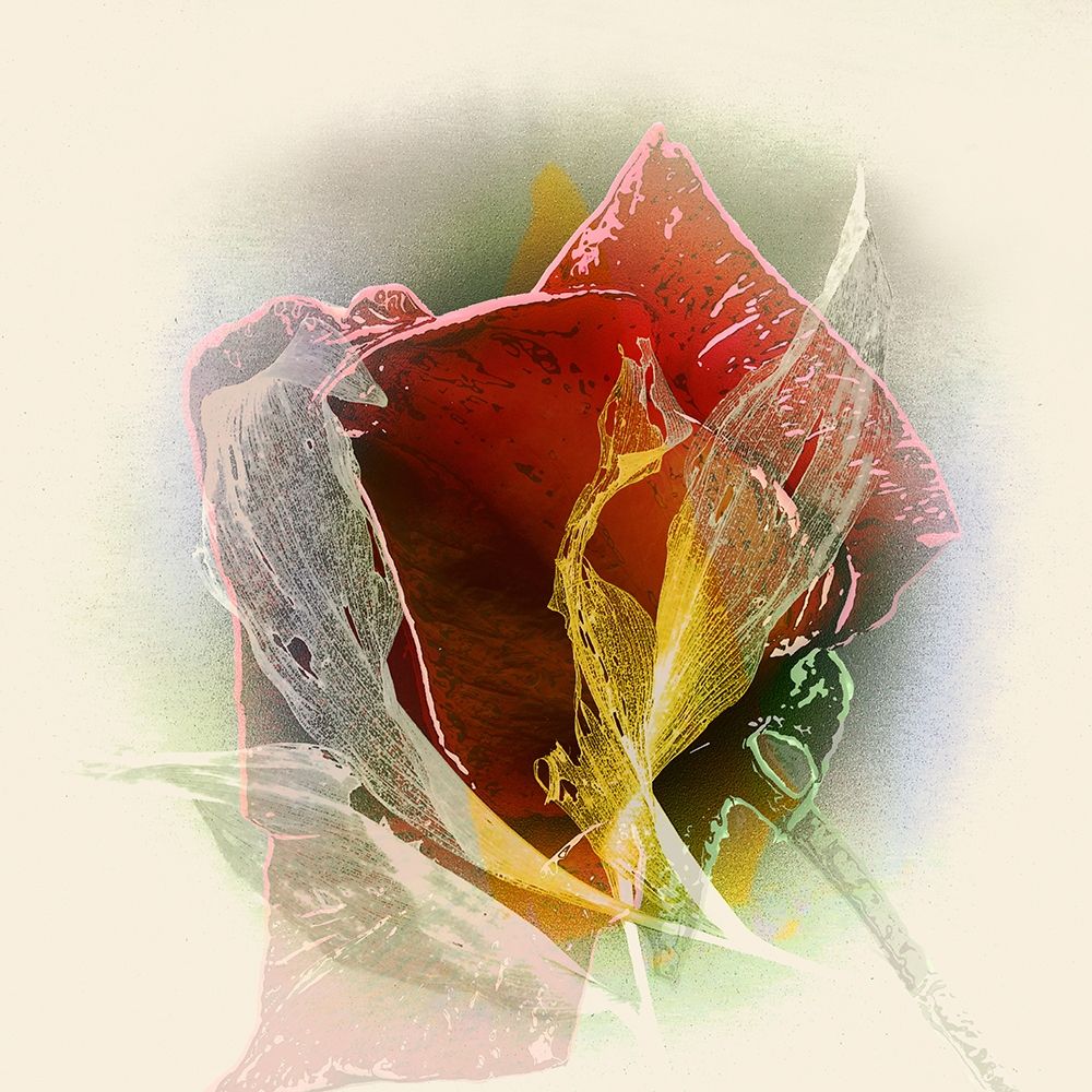 Rose art print by Matthias Baumann for $57.95 CAD