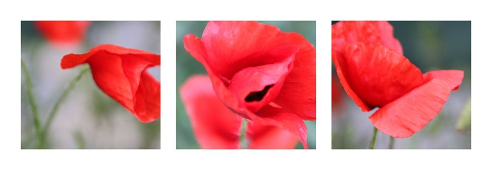 Mohn art print by MIRA for $57.95 CAD