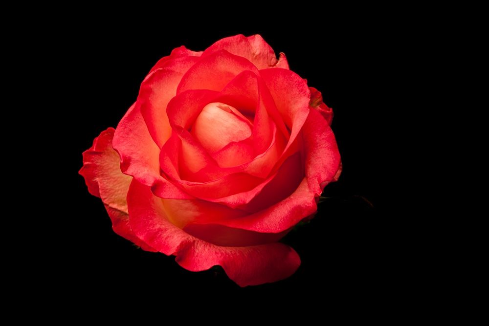 Rose rot art print by Volker Brosius for $57.95 CAD