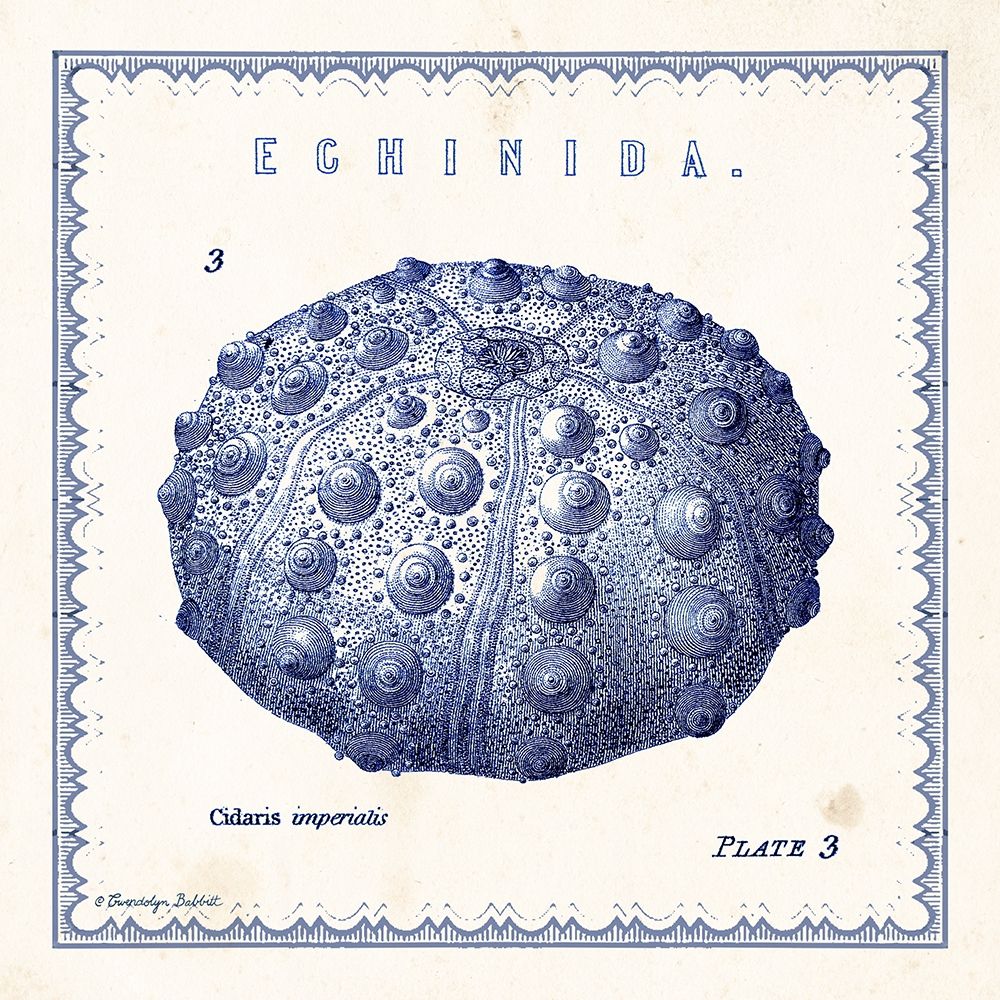 Sea Urchin III art print by Gwendolyn Babbitt for $57.95 CAD