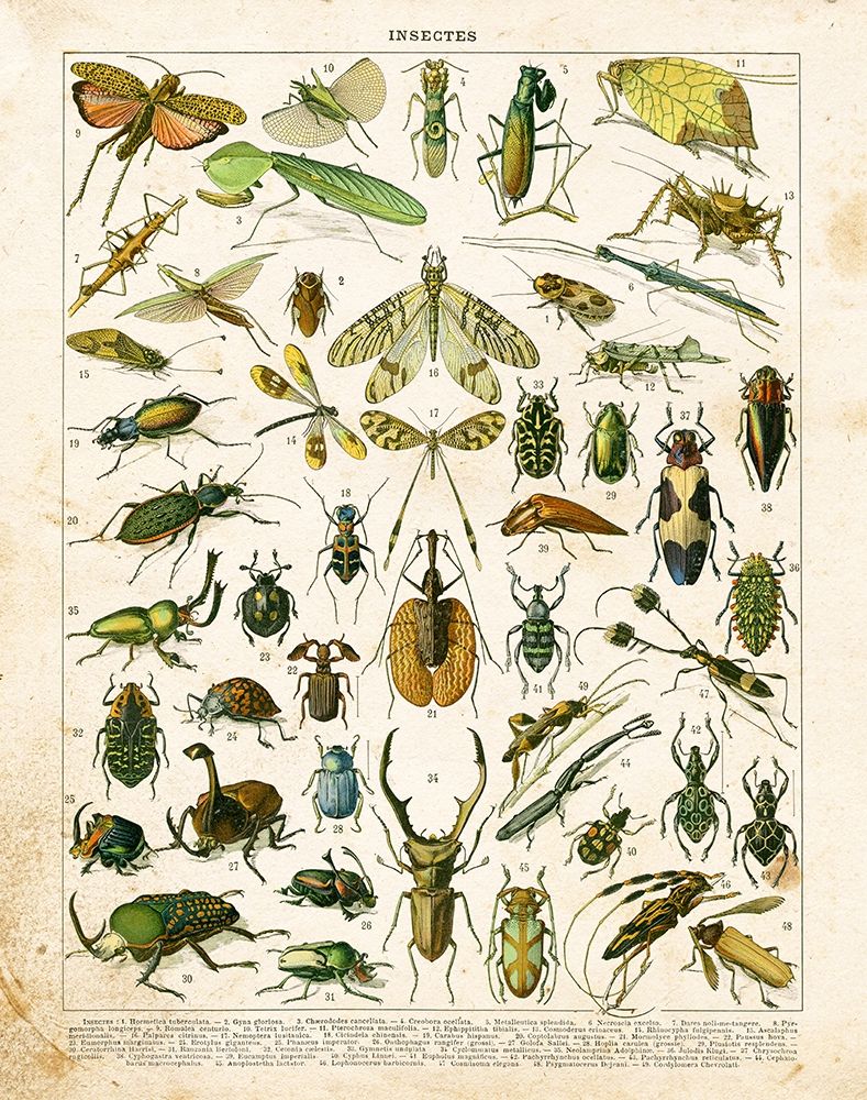 Bug Chart I art print by Gwendolyn Babbitt for $57.95 CAD